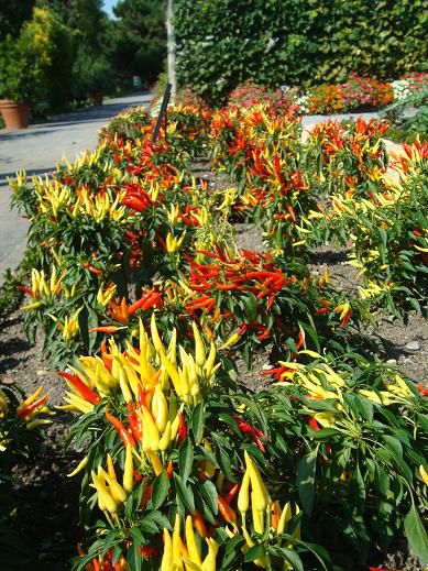 Chili en masse