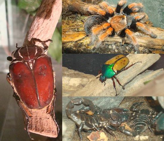 Insektarium