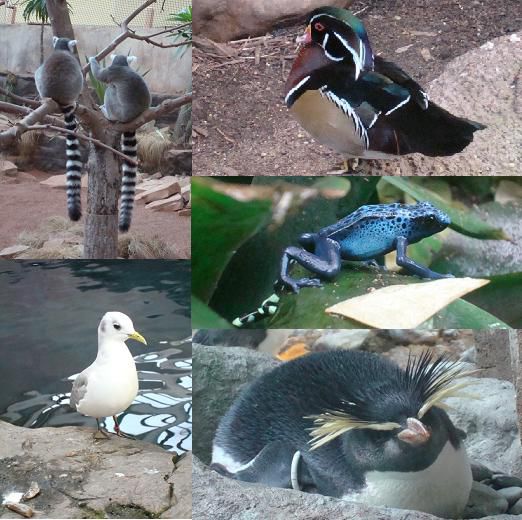 All diese Tiere konnten wir im Biodôme entdecken