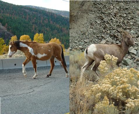Wilde Tiere auf dem Weg nach Whistler