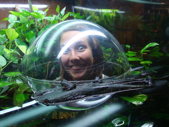 Wo ist hier der Frosch?