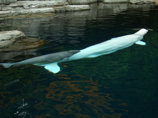 Belugawalmami (weiss) und Belugawalbaby (grau)