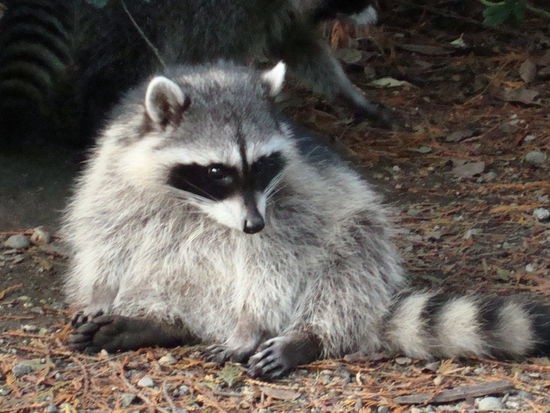 Junger Waschbär im Stanleypark – „so cute“