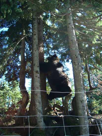 Nützt ja nichts, die können ja klettern!!!