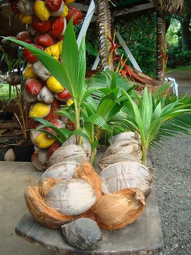 Nussfarm auf der Kualoa Ranch