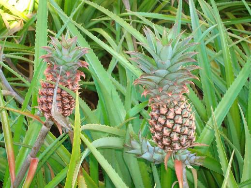 Auf der „Pineapplefarm“