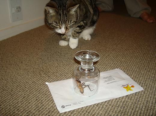 Lola hat ein Rieseninsekt hineingebracht .