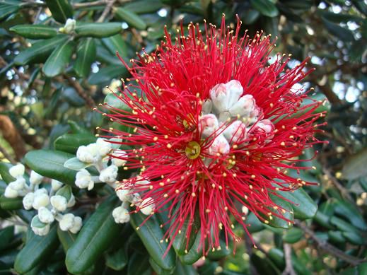 Pohutukawa – Neuseeländische Blume