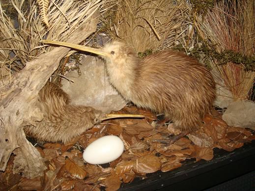 Leider nur ausgestopfte Kiwis
