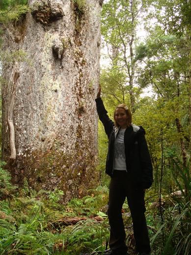 Fotomontage Nr. 2 mit „Kauritree Te Matua Ngahere“
