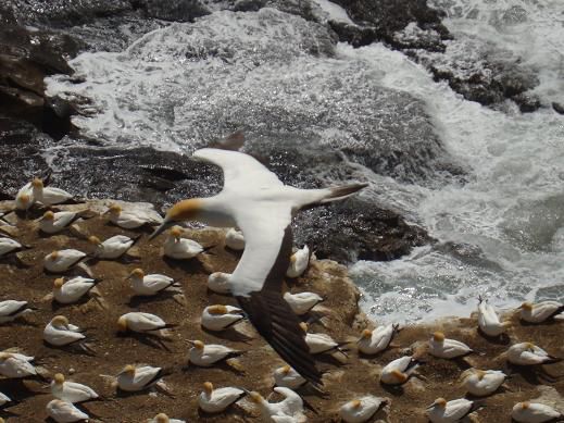 „Gunnets on the Muriwai Beach”
