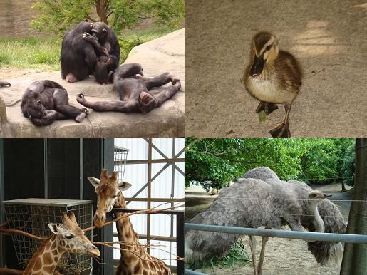 Ja, wir sehen sehr gerne Tiere!