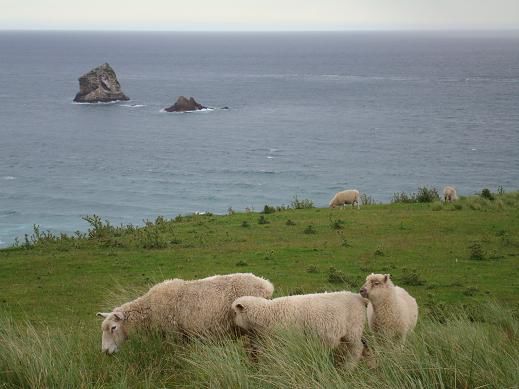 Typisch Neuseeland? – Schafe und Meer auf einem Bild