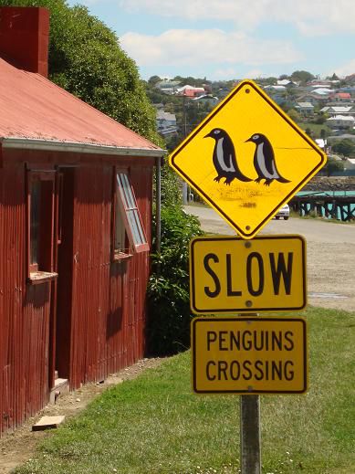 Ob man’s glaubt oder nicht, wir haben wirklich Pinguine die Strasse überqueren sehen!