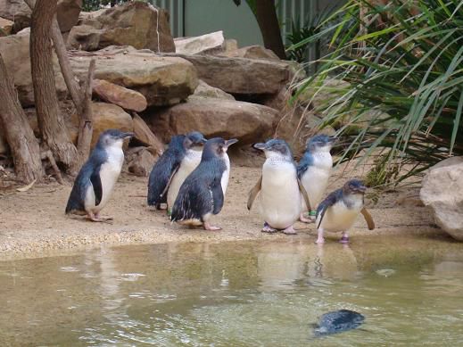 Und wir konnten doch noch Pinguine fotografieren!