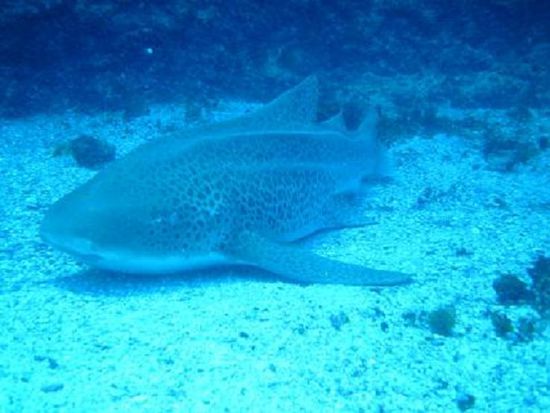 „Leopard Shark“ ca. 2m lang – Abstand etwa 1m 