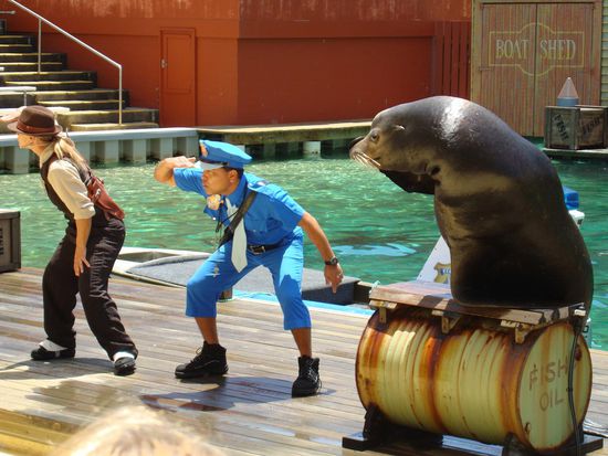 „Detektiv- Seelöwen- Show“