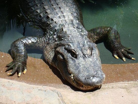 Dem möchte man nicht in freier Wildbahn begegnen.