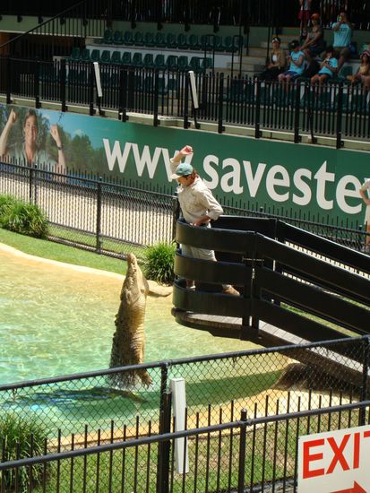 Das Krokodil Mossman zeigte seine Springkünste