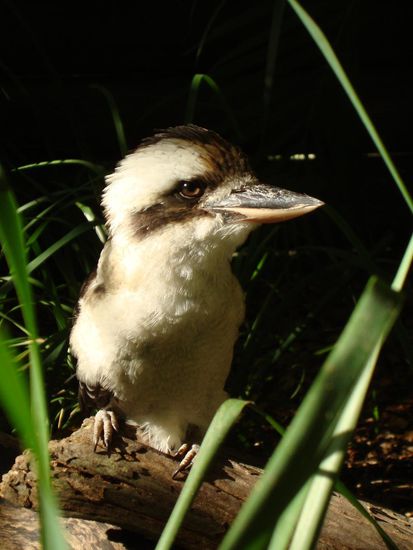 Der lachende „Kookaburra“