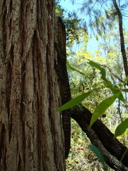 Goanna – eines der wenigen Tiere, welche wir gesehen haben