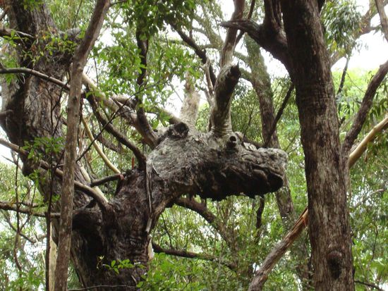 the dragon in the tree..