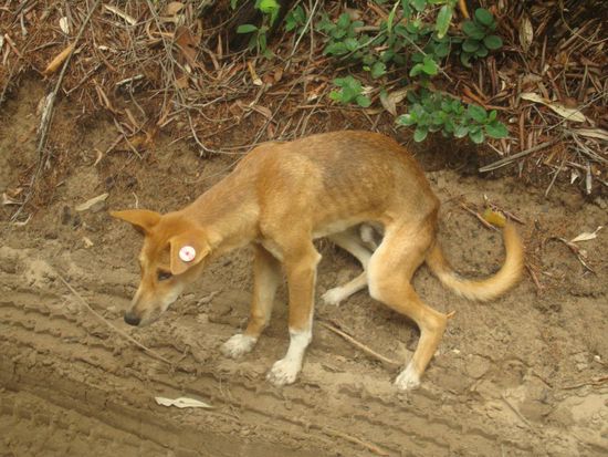 „Cool Dingo Tour“