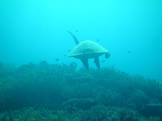 bye bye Taucher, ich verziehe mich…