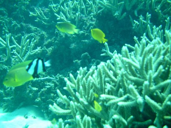 Gar nicht so einfach diese Fische auf ein Bild zu kriegen!