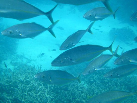 Aber da gab es auch solche, welche direkt vor der Nase durchgeschwommen sind.