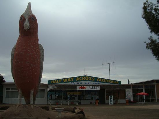Was dieser Vogel mit der halben Durchquerung von Australien zu tun hat?!?