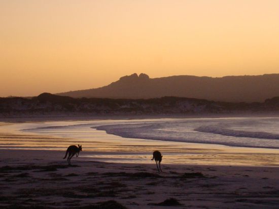 Kängurus an der „Lucky Bay“