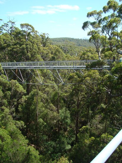 40m über Boden auf der Höhe der Tingle –Baumkronen