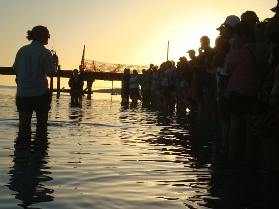 Touristenattraktion – Delfinfütterung