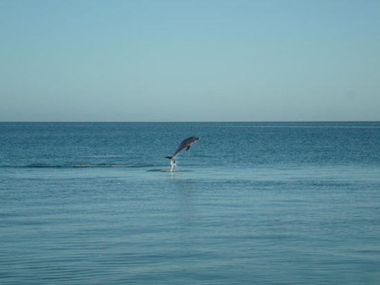 Und dies ganz ohne Dressur 