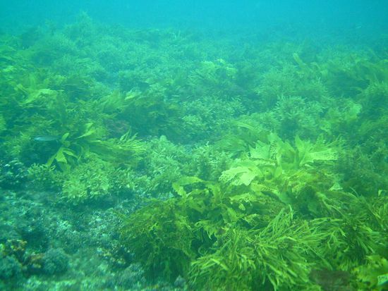 Gelbes Seegras – 
ganz anders als bei den anderen Tauchgängen!