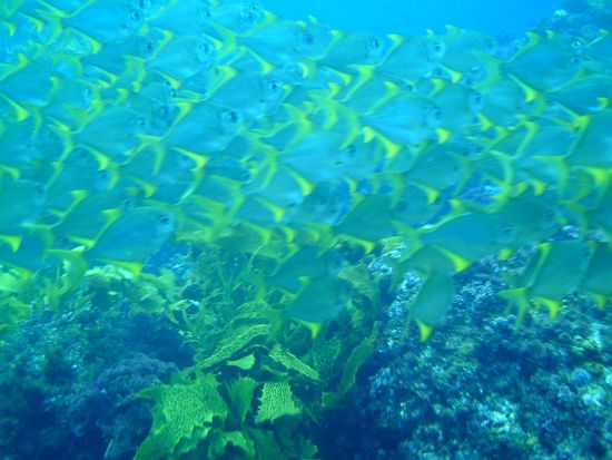 Und doch noch einen Fischschwarm entdeckt 