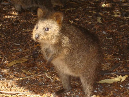Quokka – hüpft wie ein Känguru