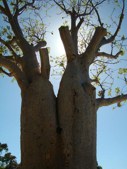 „Boap Tree“ aus dem „Kimberley National Park“