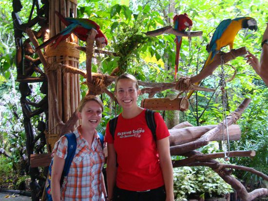 Ganz viele bunte Vögel 