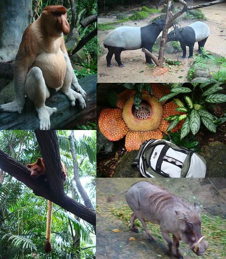 Viele neue Tierarten im „Singapore Zoo“ und die grösste Blume der Welt!