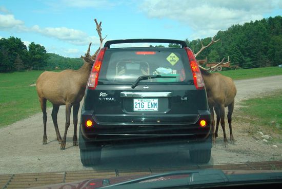 Wapitimännchen als Begrüssungskomitee