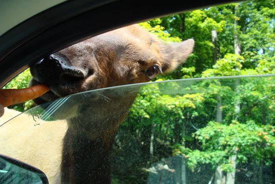 Wapiti - Saber, saber, saber…