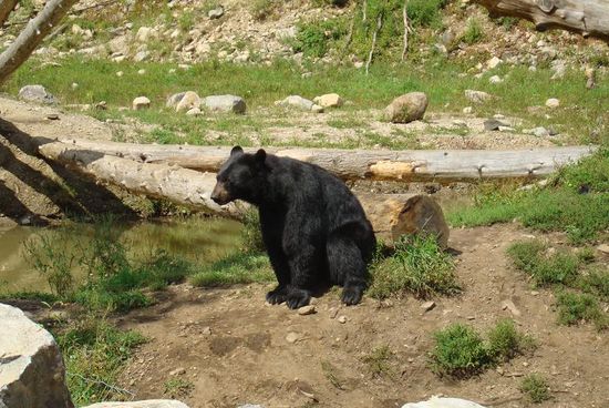 Unser erster Bär, den wir in Canada gesehen haben