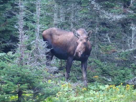 Nur ca. 5 Meter entfernt – so gross wie ein Pferd!
