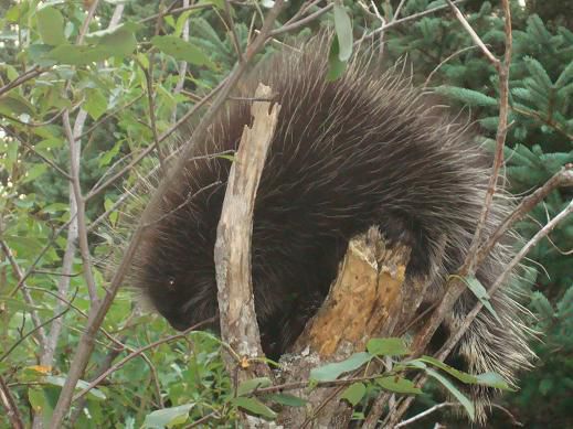Porcupine – eine Art Stachelschwein