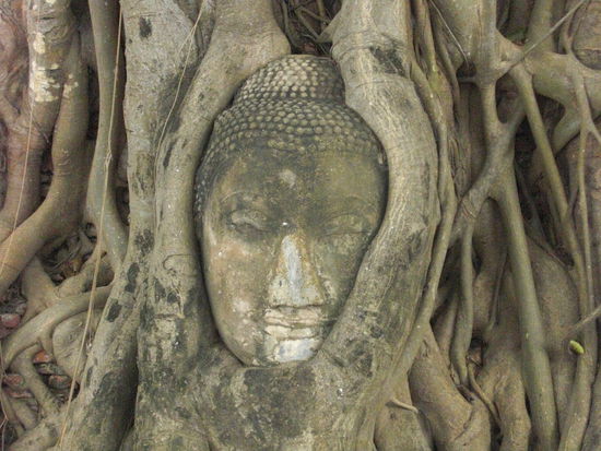 Ein von einem Baum umwachsener, steinerner Buddhakopf.