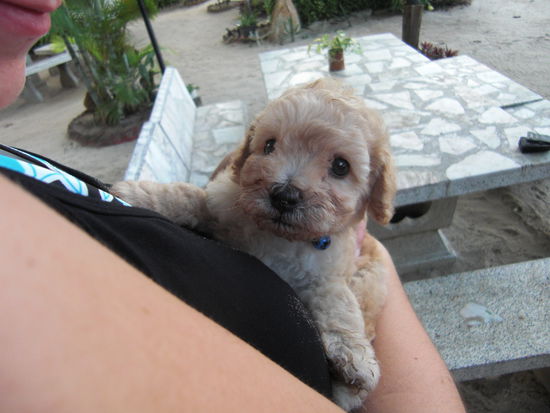 Einer von zwei neuen Familienmitgliedern bei Tony. 
Fuer Jessi: Nicht nur Tigerbabys sind mega suess! 