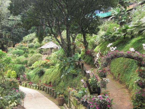 Opium-Flower-Garden  des zum Hmong Dorf gehoert.