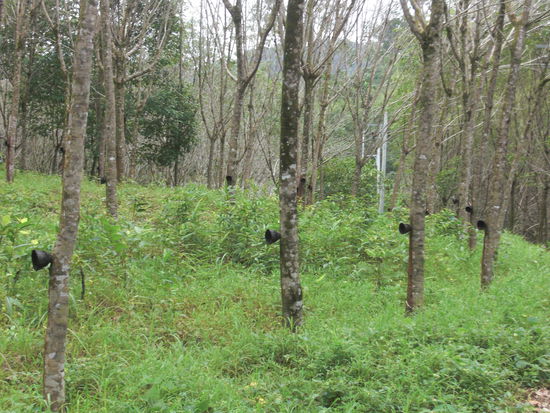 Grosse Kautschukwaelder; Thailand ist weltweit der groesste Exporteur davon.